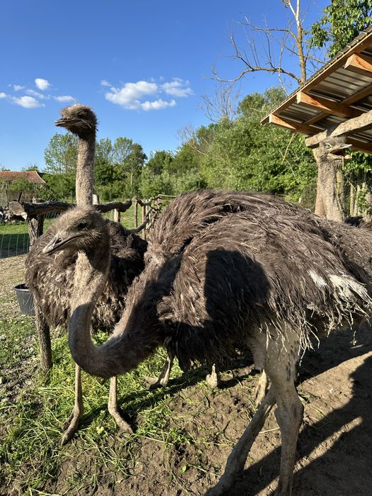 Vand Struti adulti 1 an jumate