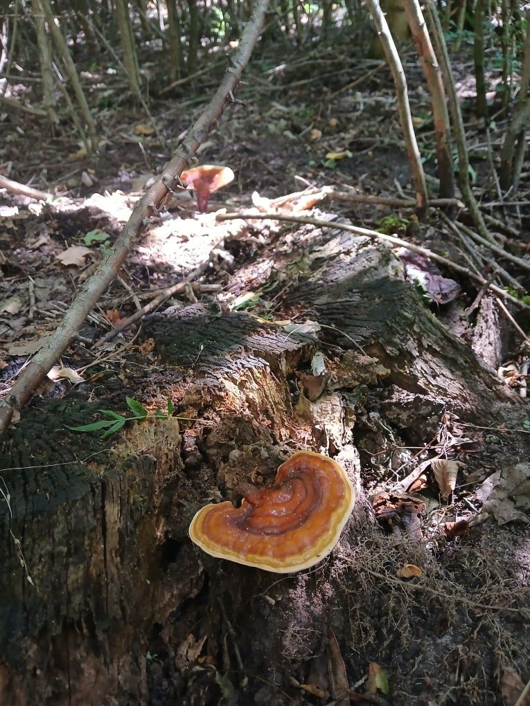 Ciuperci Medicinale Ganoderma
