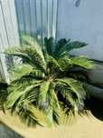 Planta Cycas / Palmier matur, 10 ani – frumos si sanatos