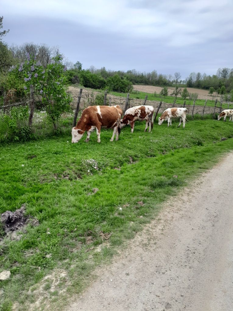 Vand 3 vaci baltat romanesc