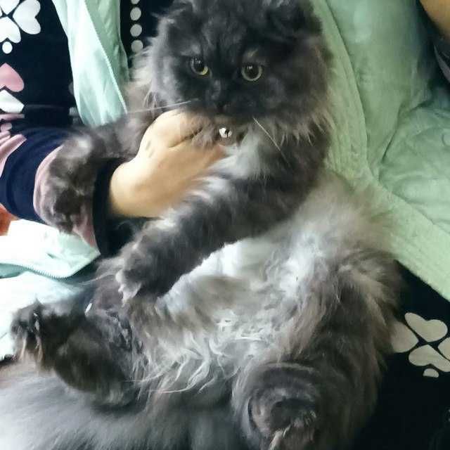 Zottor mushuk sotiladi.