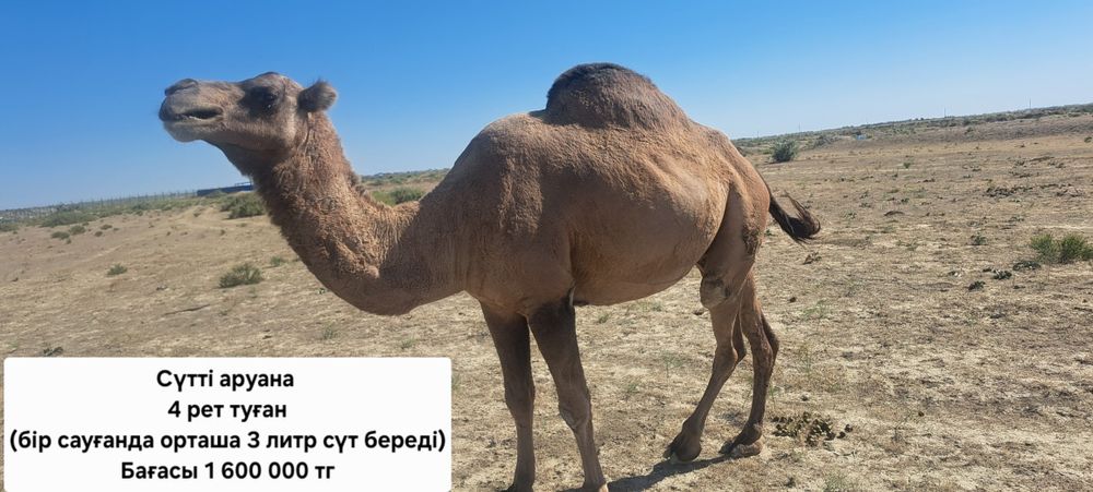Сүтті жуас нар түйелер