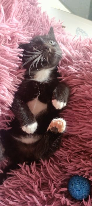 Pisoi negru, adopție responsabila!