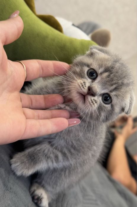 шотландские вислоухие котята