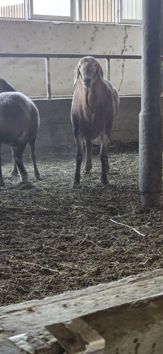 2 tish arashan qo'chqor sotiladi liniyasi bor