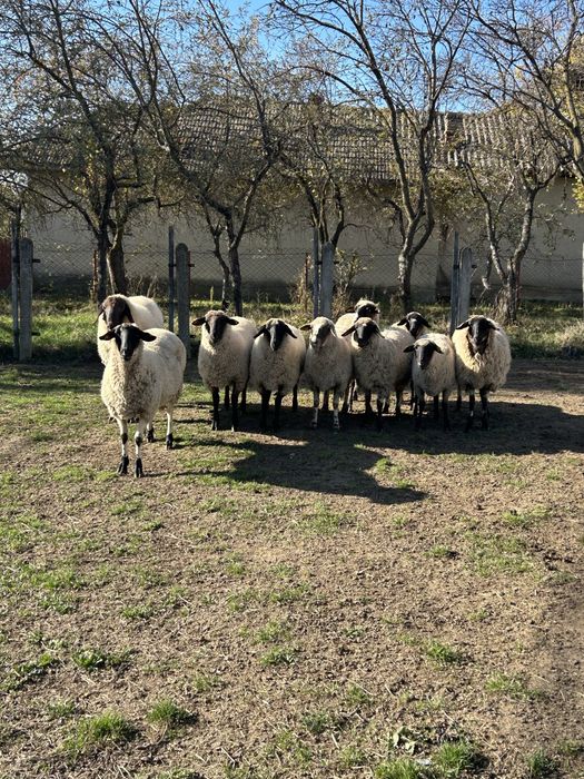 Vand oi metis suffolk si carabas