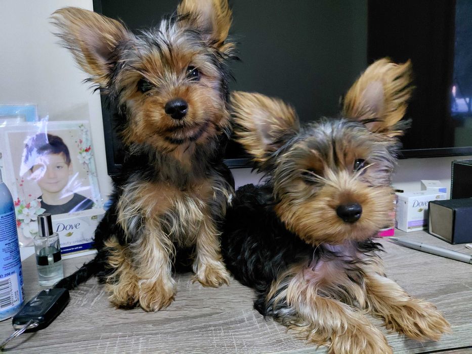 Йоркширски териер мини