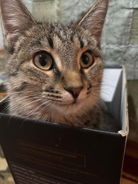 Мысық сатылады / Кошка продается