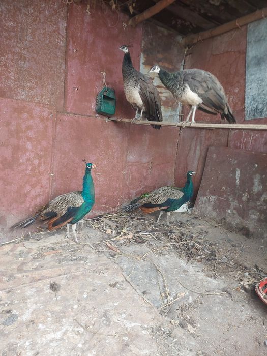 Павлины фазаны и лимонный фазанов