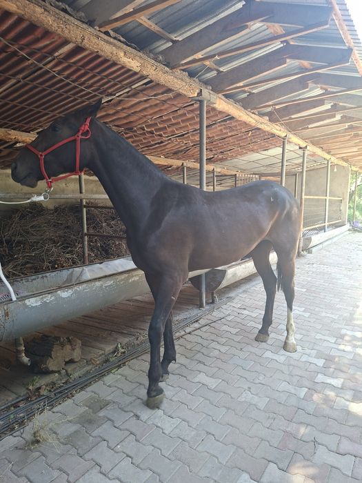 Байтал    кобыла