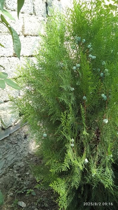 Туя арча сотилади