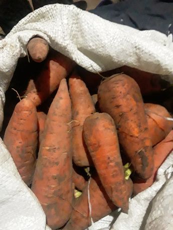 Морковь оптом и мелким оптом