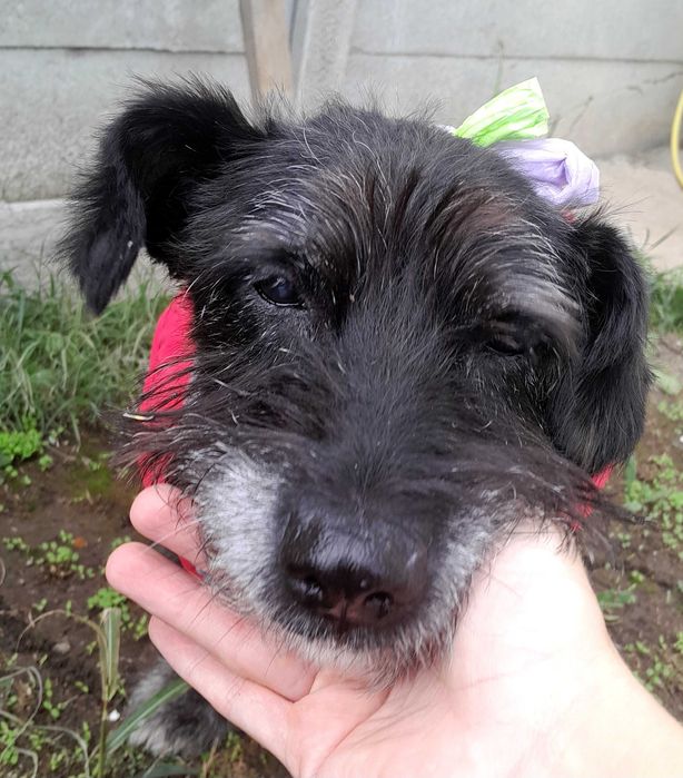 Adoptie caine negru talie medie castrat