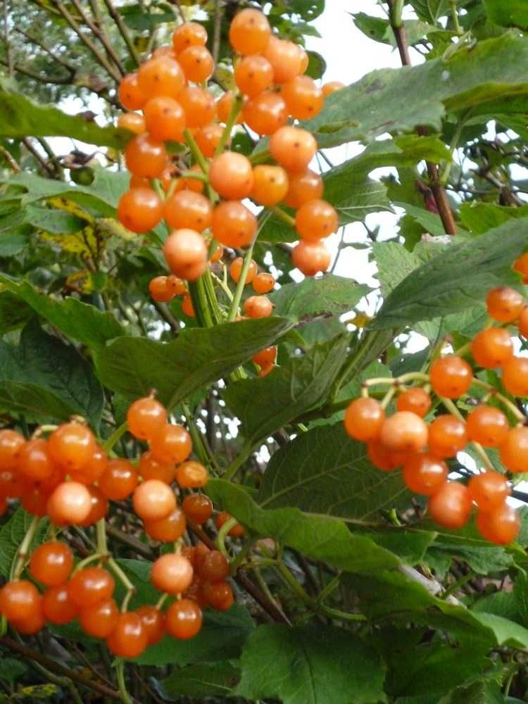 Офика - Sorbus aucuparia,Червена калина viburnum opulus и Жълта калина