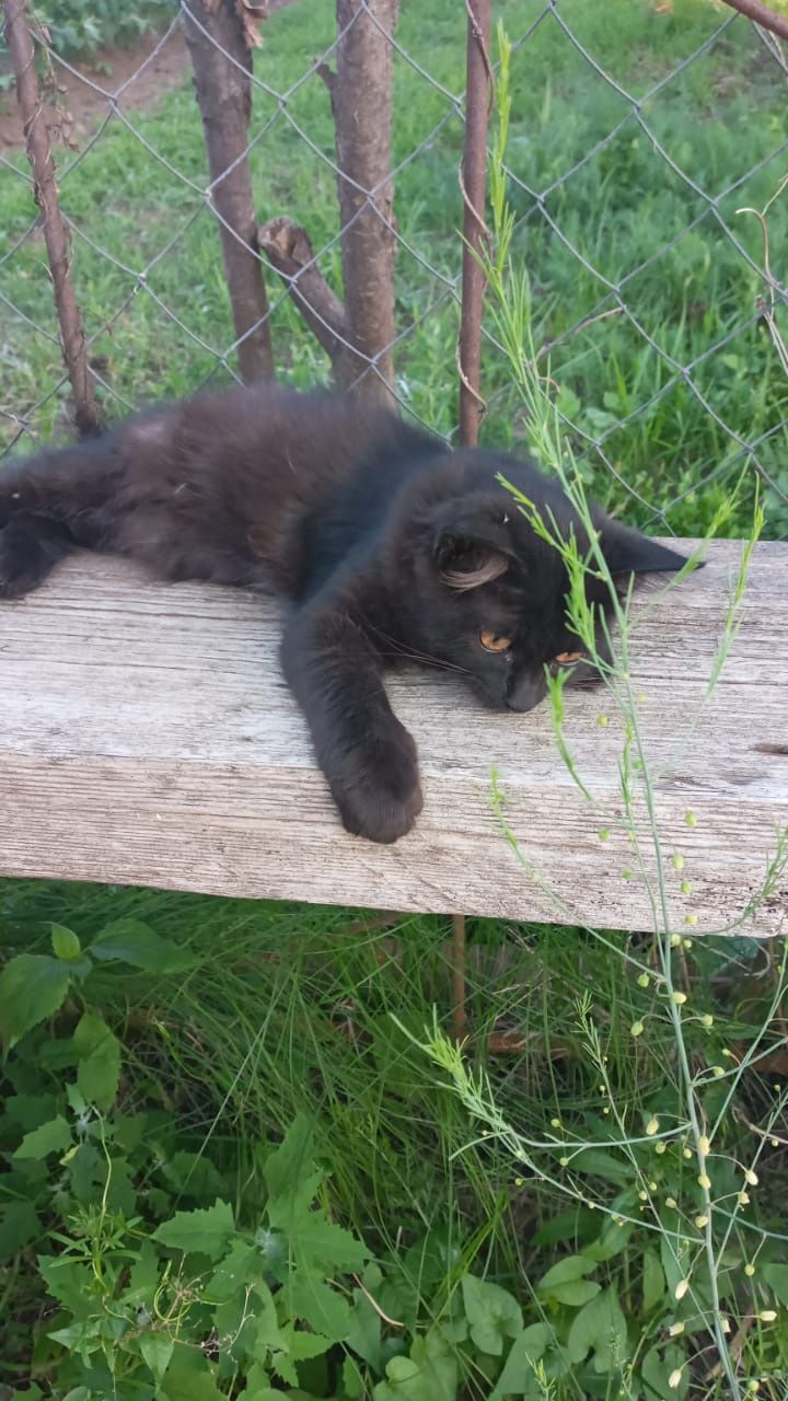 Отдам котёночка девочку в добрые руки