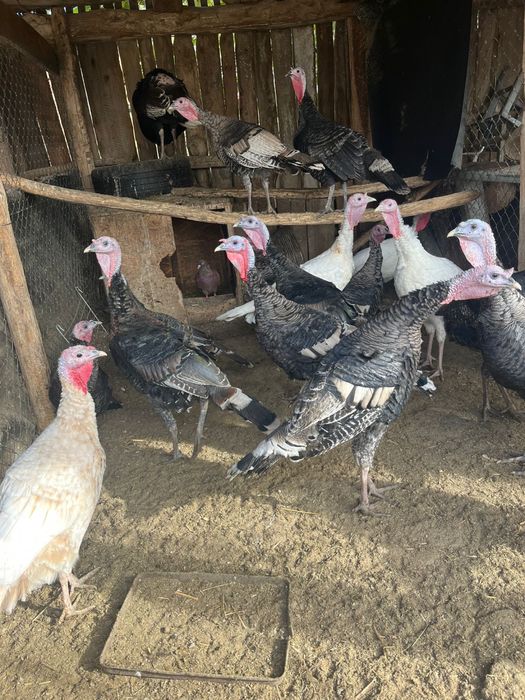 Vand curcani de casa crescuti bio