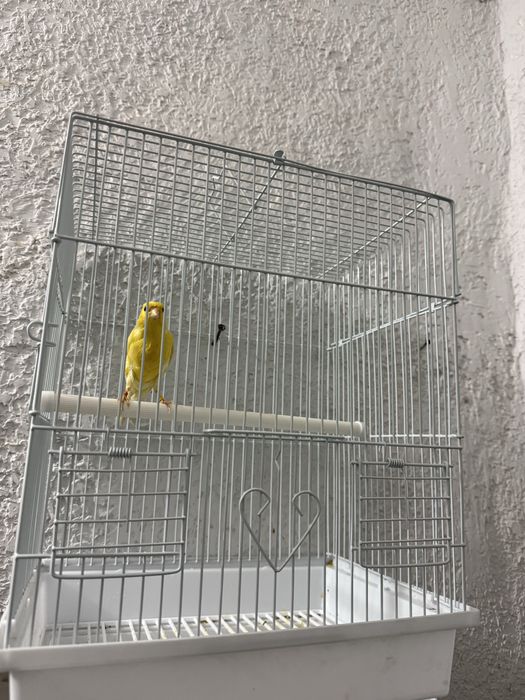 Kanareyka nar 11 oyli