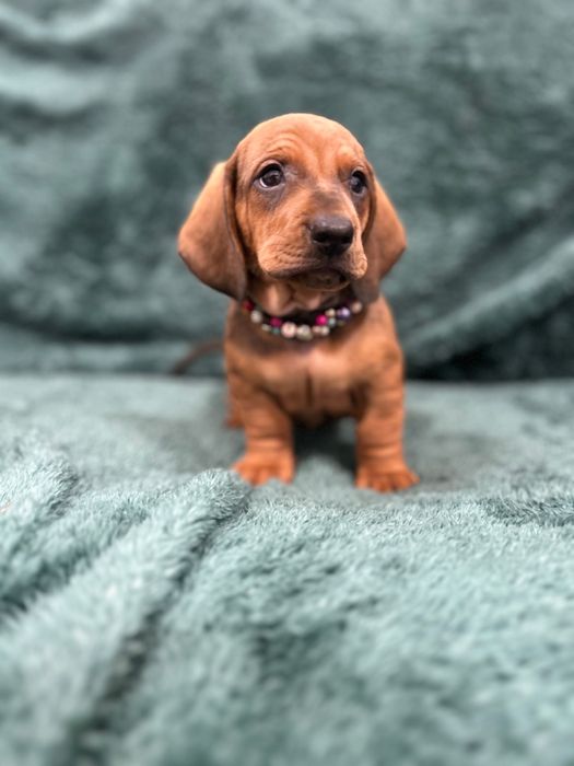 Catel teckel tekel cu Pedigree FCI