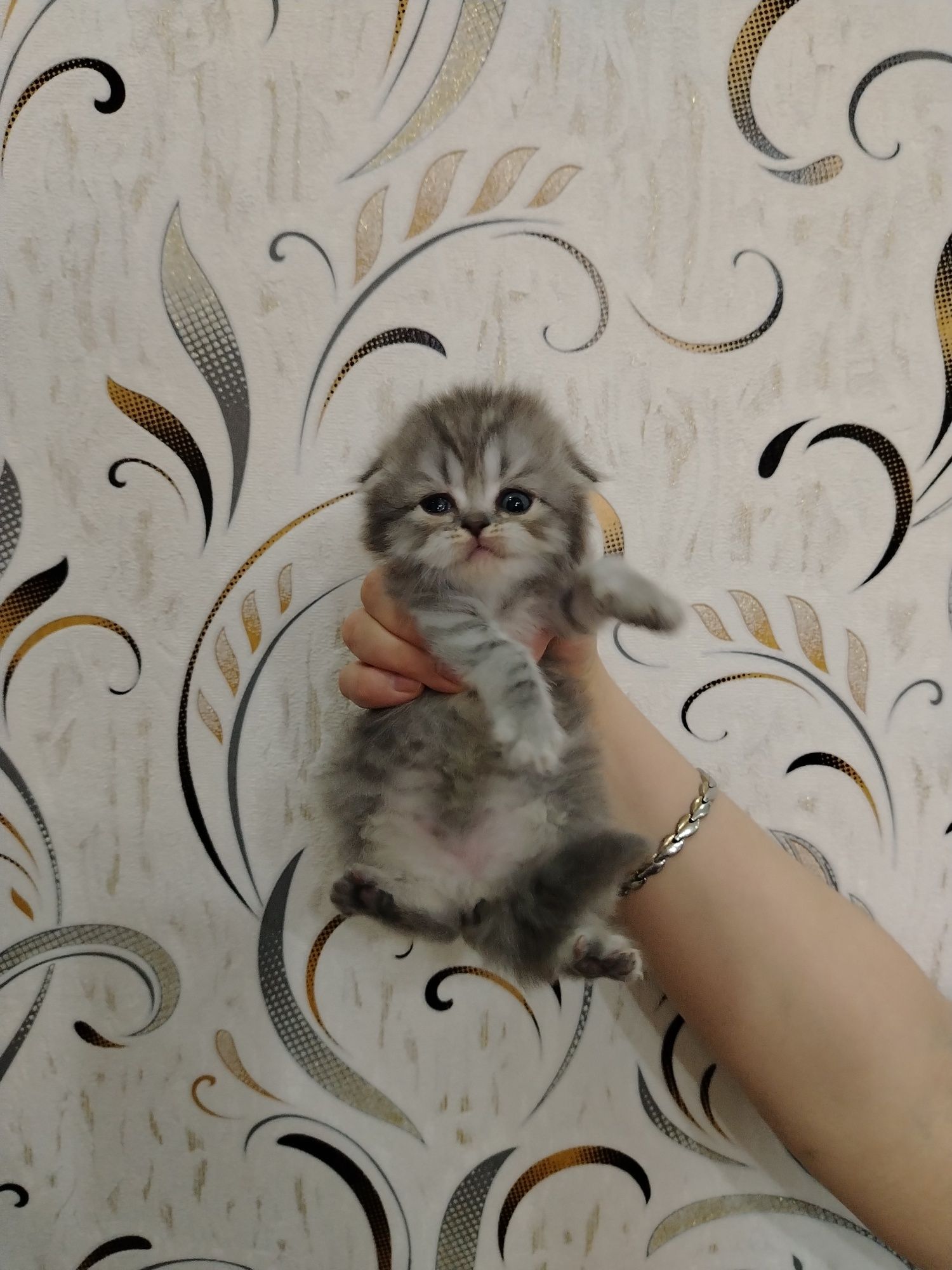 Скотиш Фолд мушукчалари
