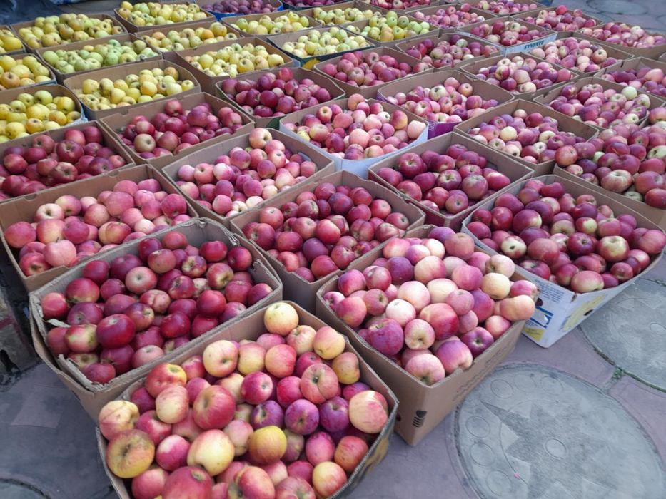 Vânzare mere de calitate – pentru consum și suc