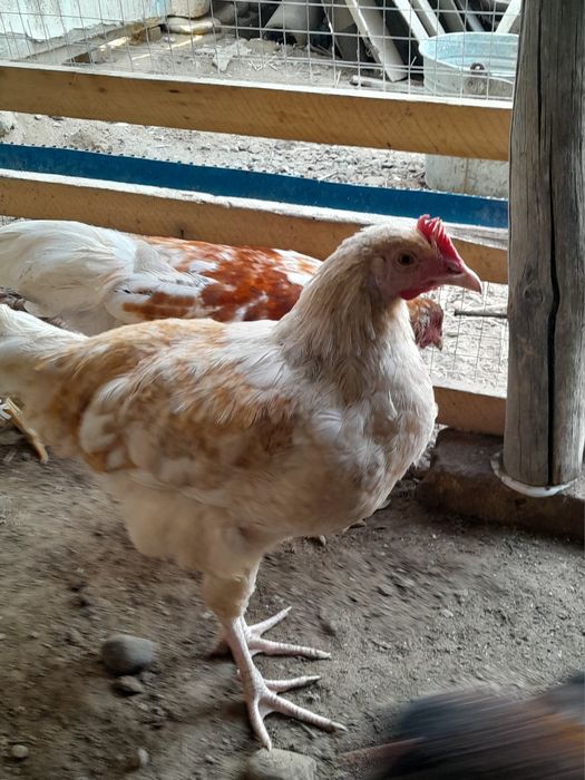 Xoʻrozlar sotiladi 70 mingdan kami bor