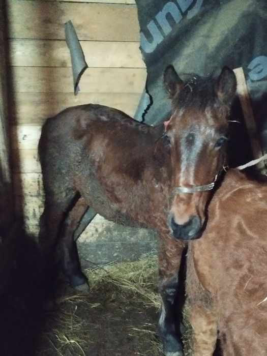 Se vinde mânz 6 luni