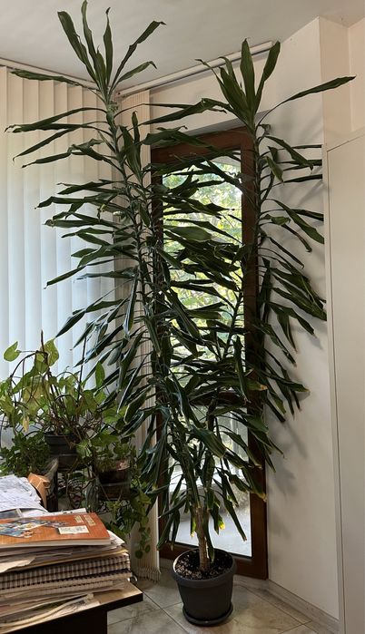 Дърво Драцена (Dracaena)