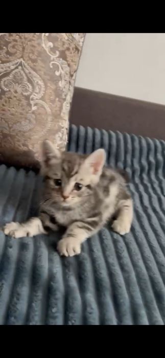 Отдам,Котята тайские,