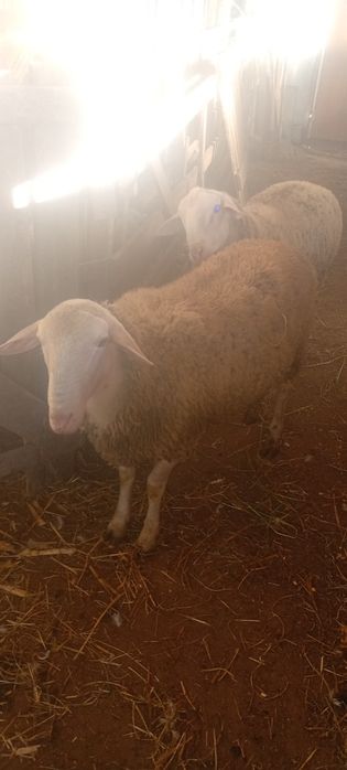 Vând berbecuți tineri