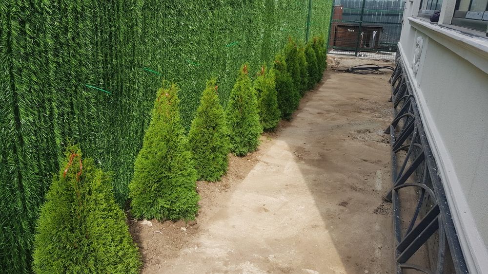 Tuia smaragd/ spirale/ pon/ magnoli/ mesteacăn/ tei/ pin/ brazi/ etc