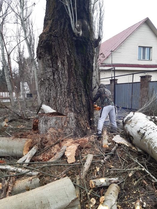 Спил, распил деревьев профессионально и не дорого. Вывоз. Верхолазы.