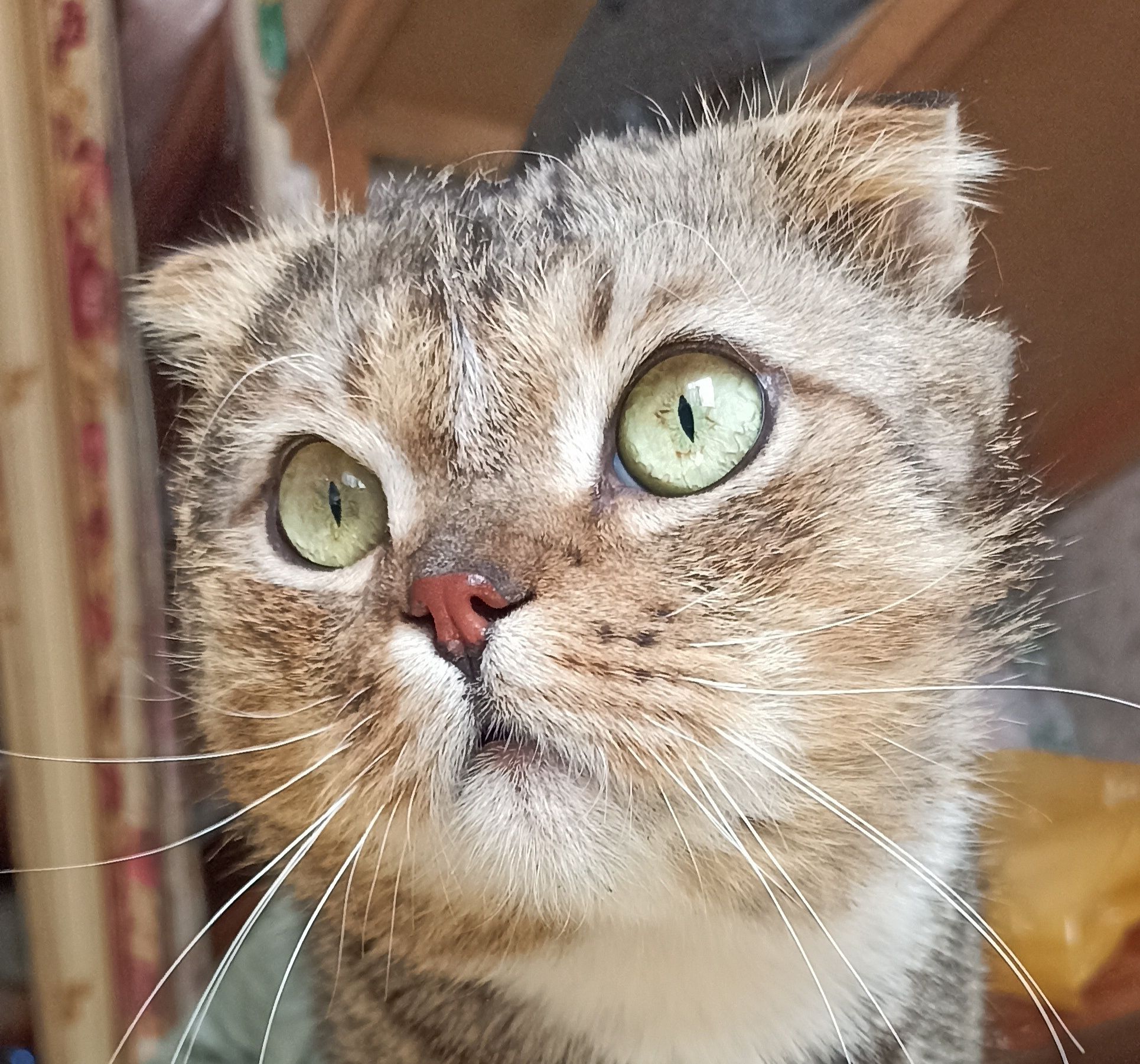 Котичка,котик,котя