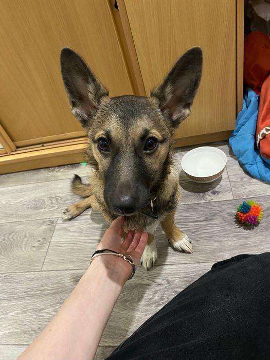 НАЙДЕНА СОБАКА в районе кск