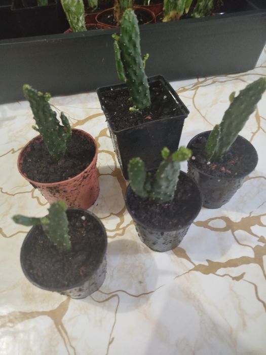 Кактусы маленькие