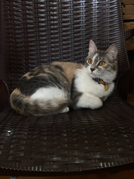 Hadiya. Отдам в добрые руки