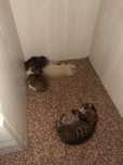 Котята отдаем бесплатно