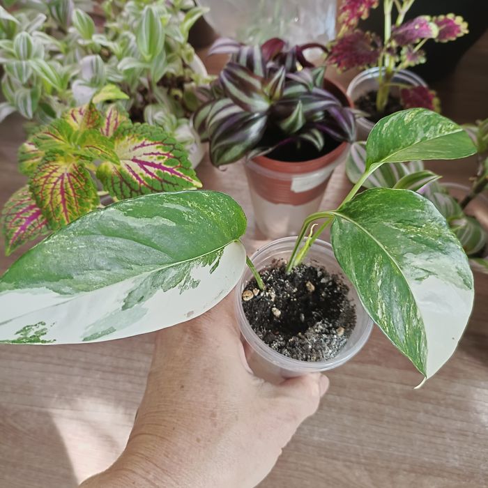 Комнатные растения.