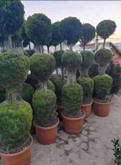 Plante Ornamentale Tuia