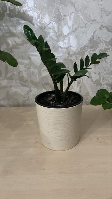 Комнатные растение