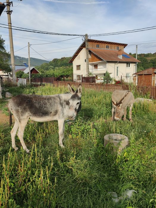 Vand 2 magarite gestante