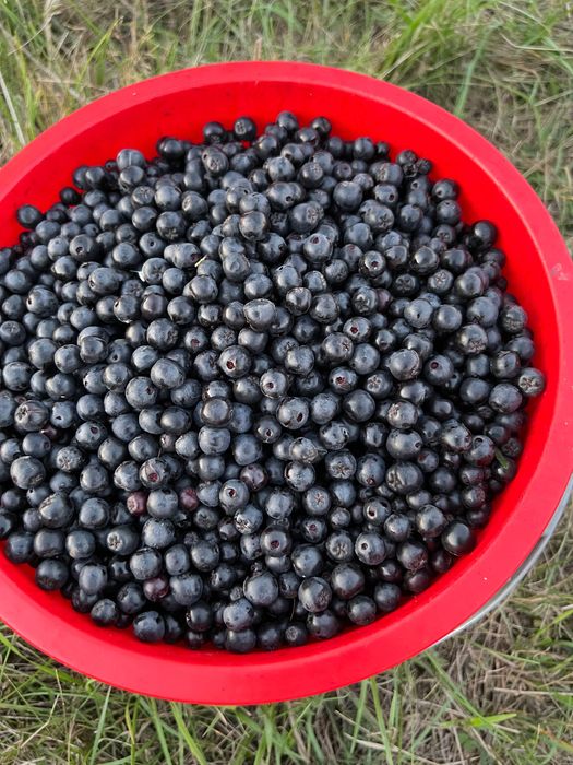 Suc de aronia 100% natural