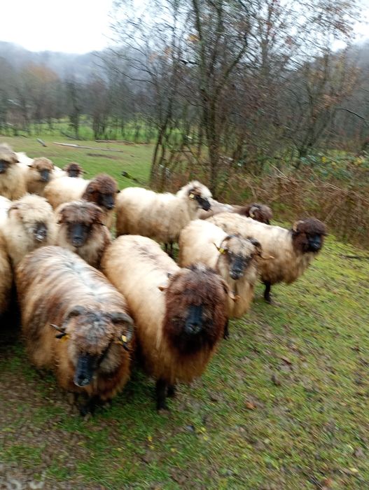 Oi bucălai de vanzare
