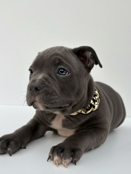 American Bully Standard