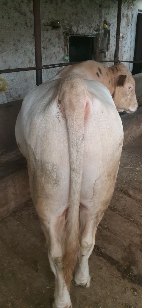 Qurbon Hayitga semiz buqa sotiladi
