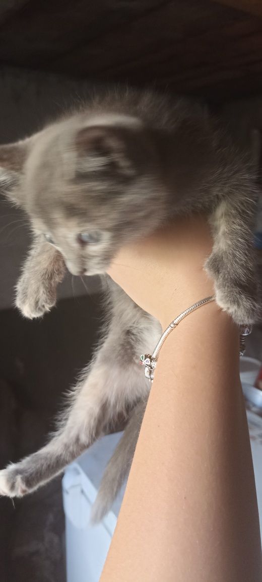 Отдам котят бесплатно