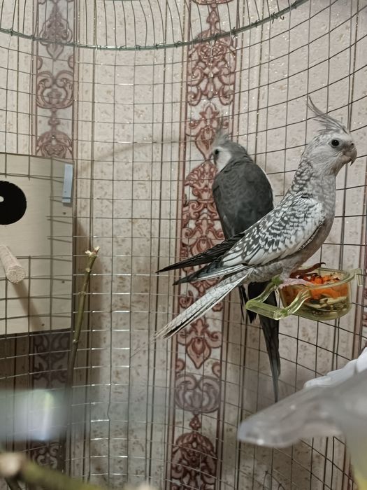 Korella sotiladi SROCNIII