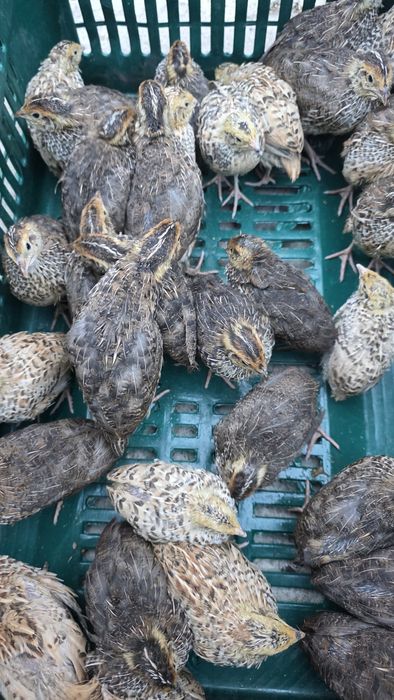 Продаваме пъдпъдъци и оплодени пъдпъдъци яйца