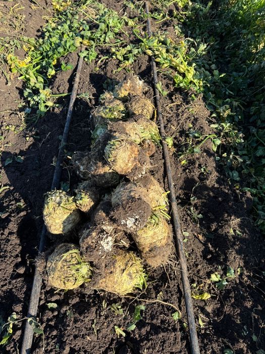 Vand telina rădăcină în cantități