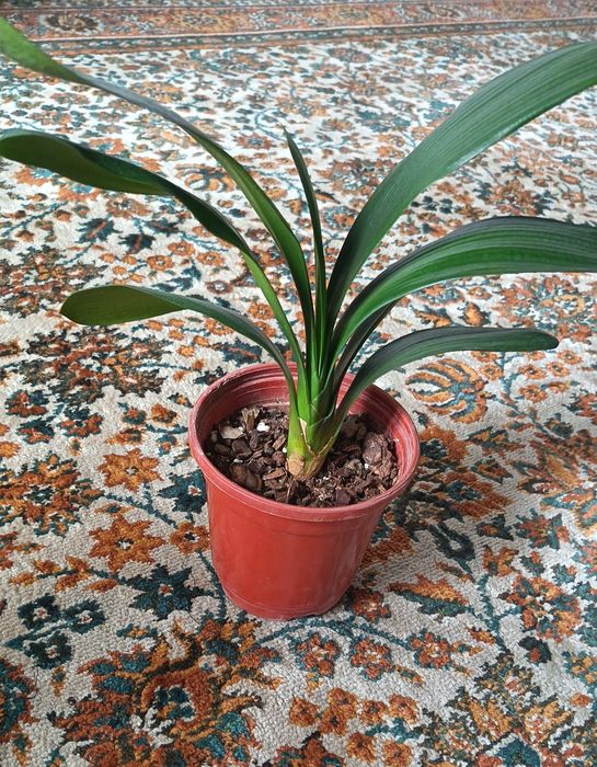 кливия , кливия сотилади