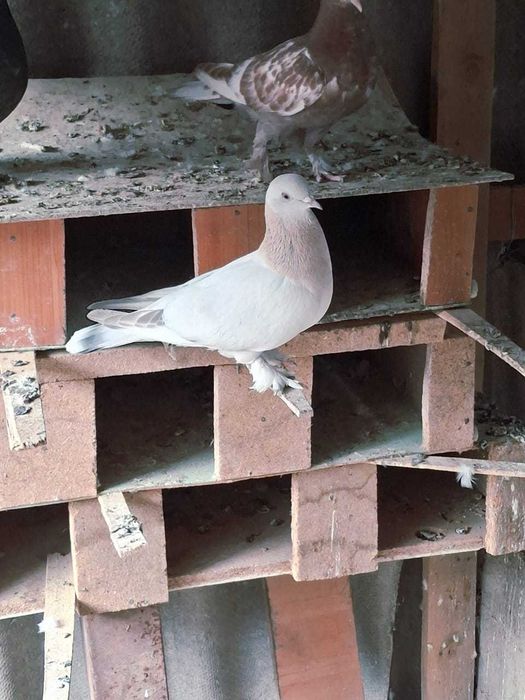 Голуби    прадам